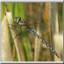 Aeshna mixta - Herbst-Mosaikjungfer m06.jpg